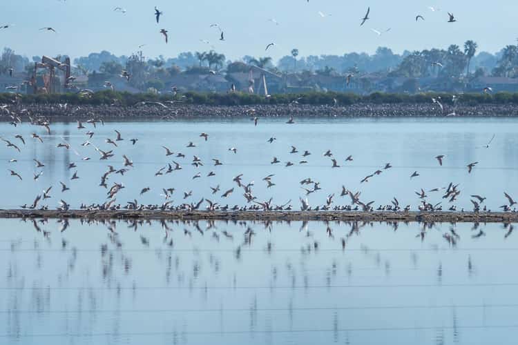 Bolsa Chica Ecological Reserve