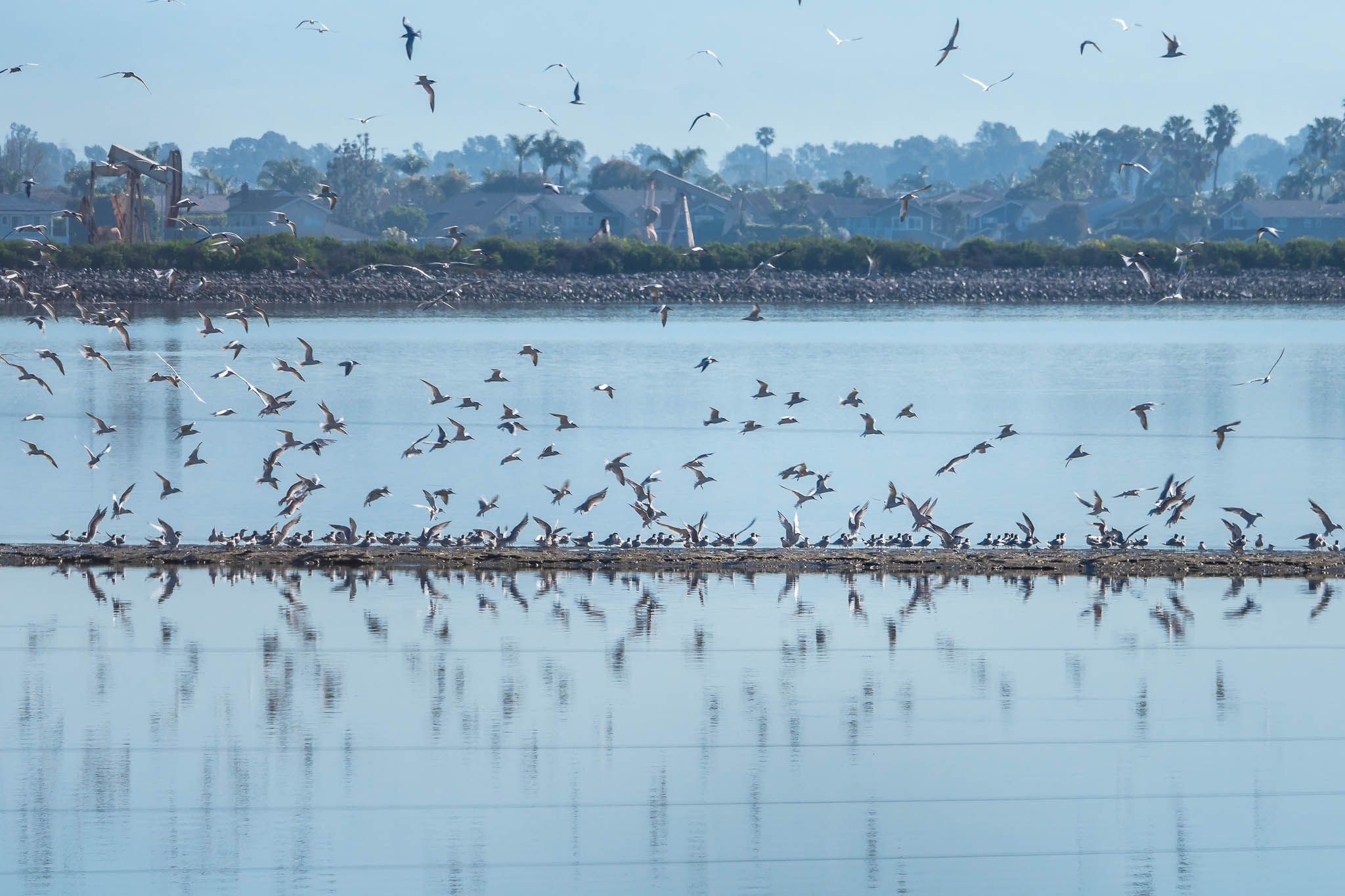Bolsa Chica Ecological Reserve, USA