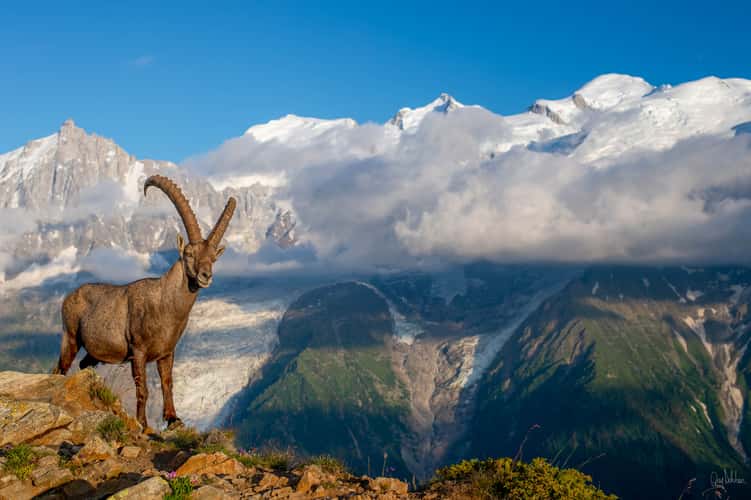 Bouquetin pause face aux Mont-Blanc