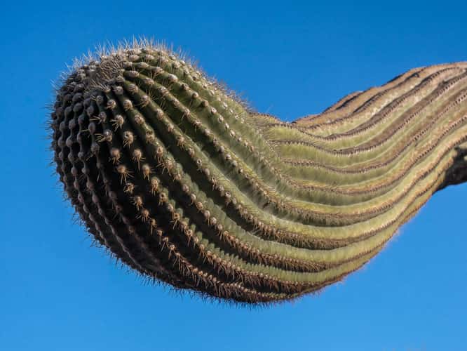 Cactus Garden Trail