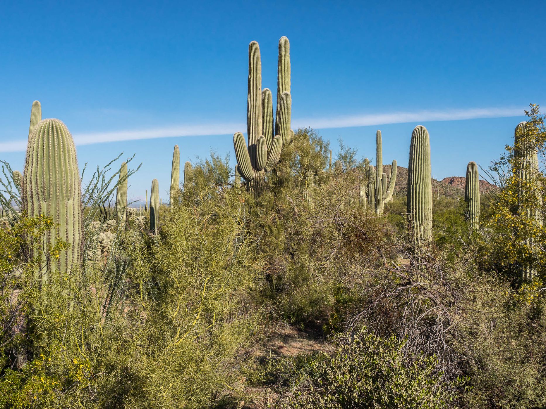 Cactus Garden Trail, USA