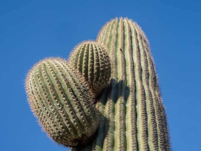 Cactus Garden Trail