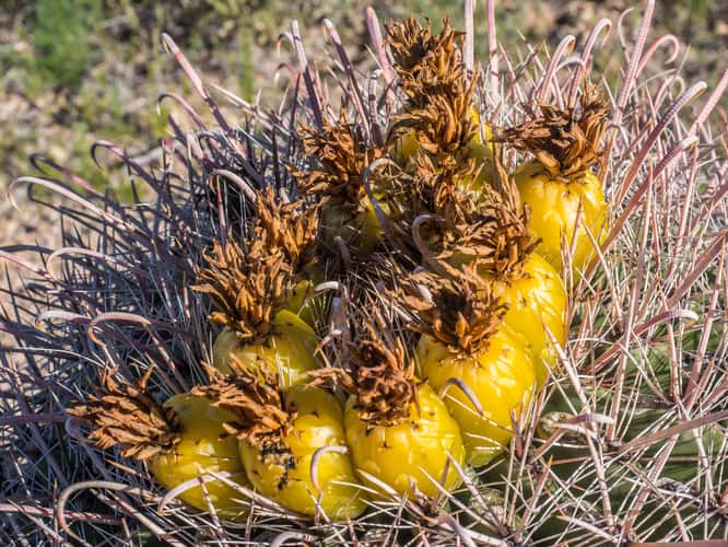 Cactus Garden Trail