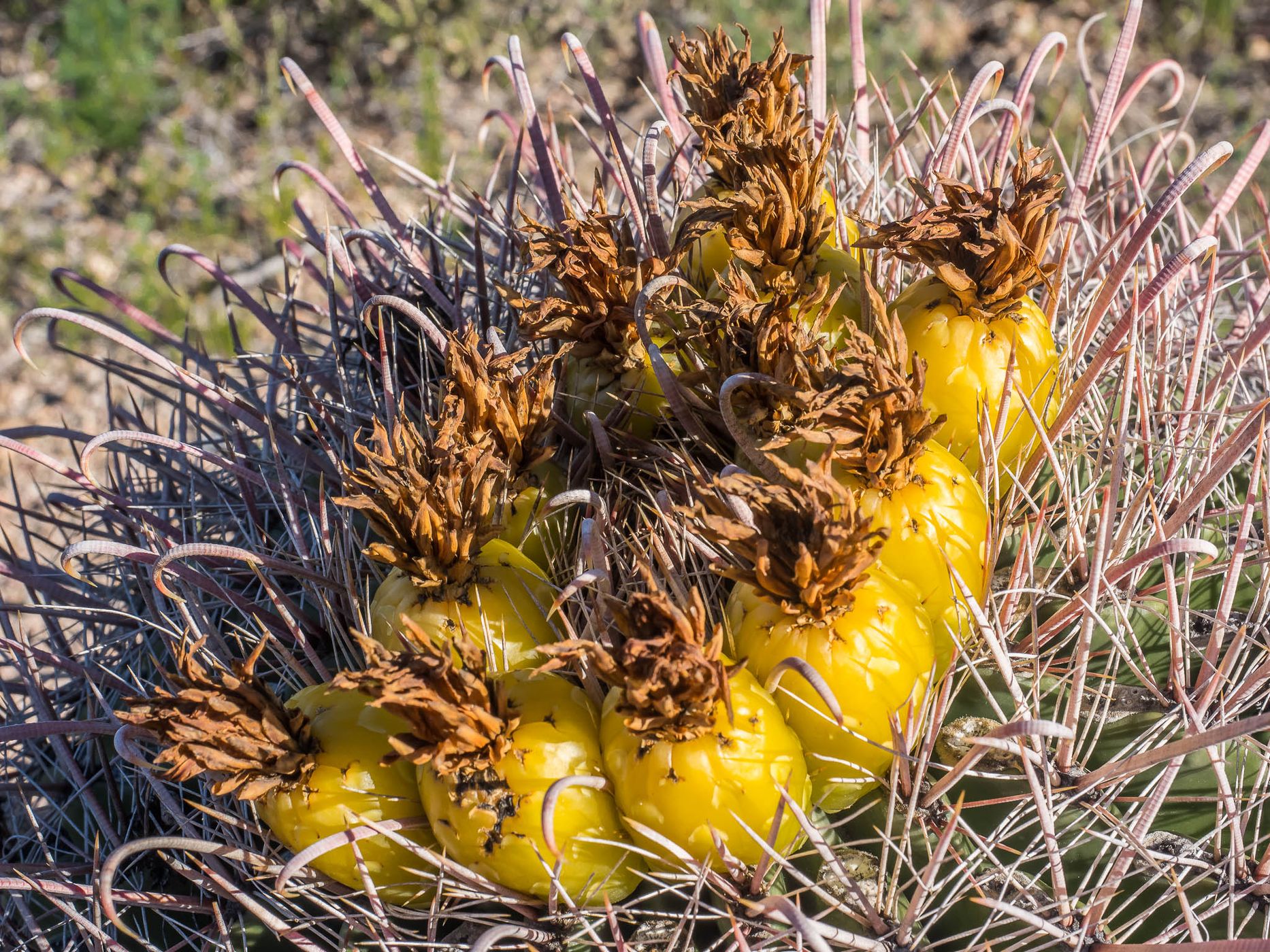Cactus Garden Trail, USA