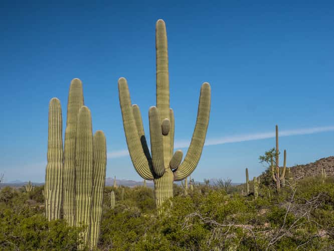 Cactus Garden Trail