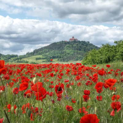 castle Wachsenburg with poppy field, Germany