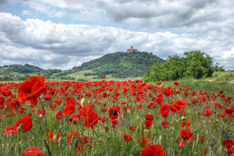castle Wachsenburg with poppy field