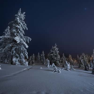 Deers in Levi, Finland