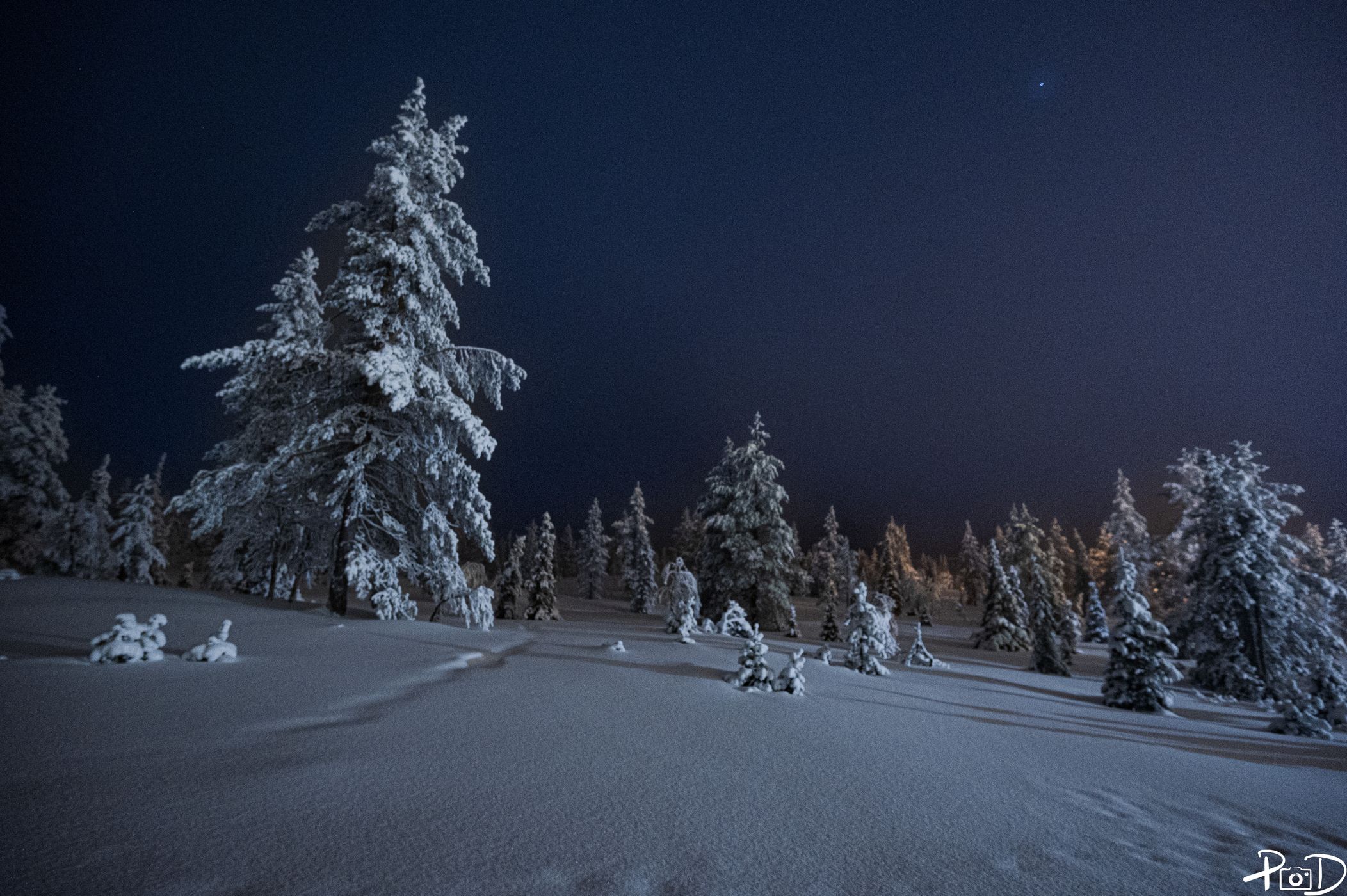 Deers in Levi, Finland