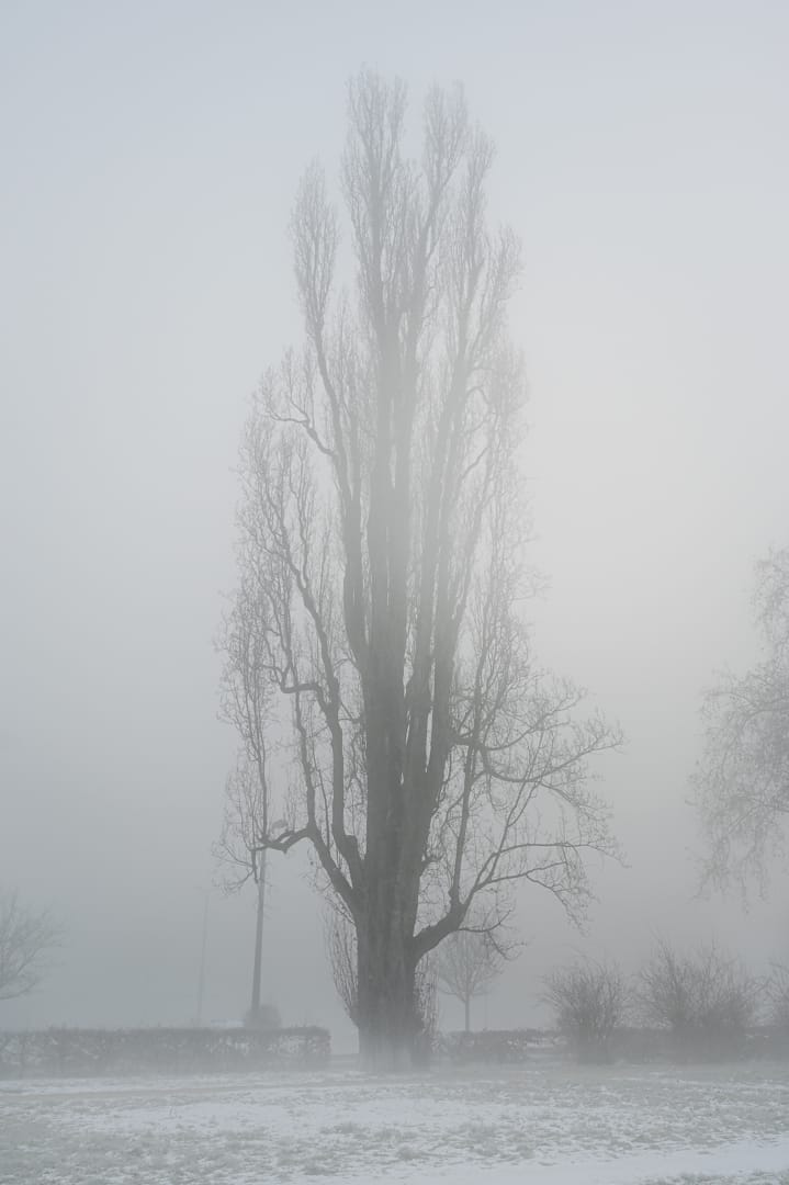 Elefantenbäume in Zeitz, Germany