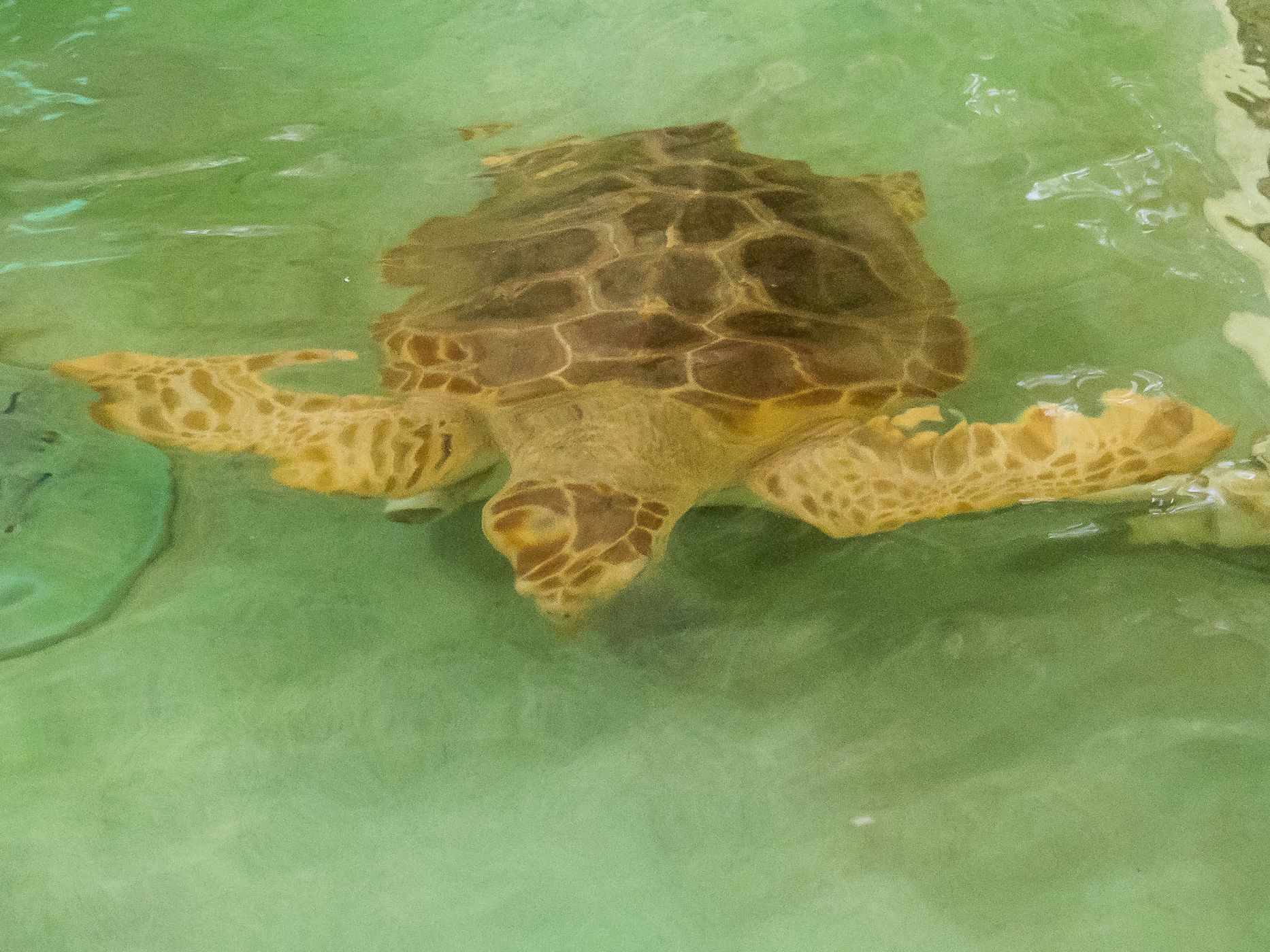 Georgia Sea Turtle Center, USA