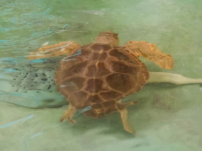 Georgia Sea Turtle Center
