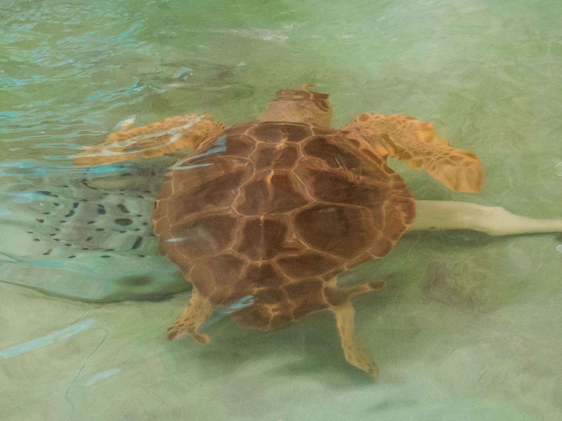 Georgia Sea Turtle Center, USA