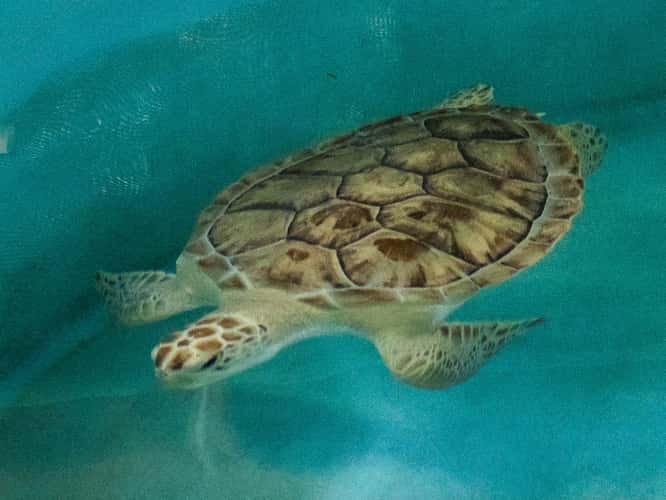 Georgia Sea Turtle Center