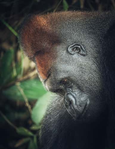 Gorillas In Republic Of Congo