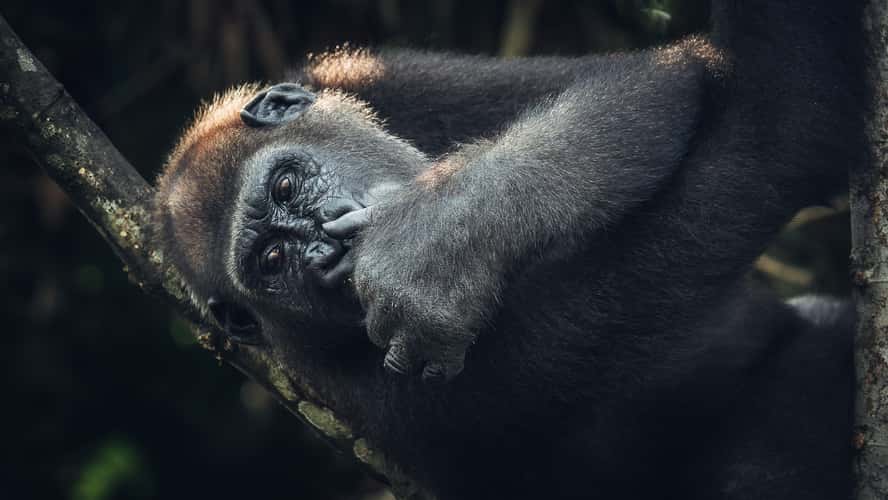 Gorillas In Republic Of Congo
