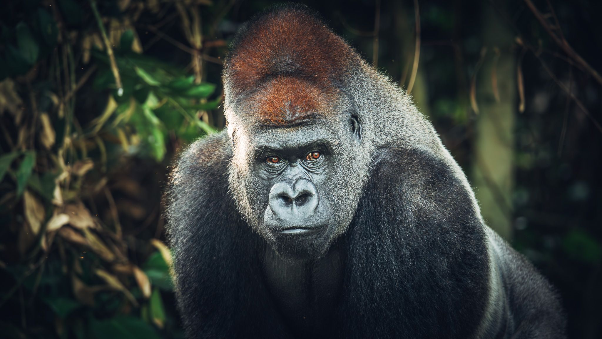Gorillas In Republic Of Congo, Republic of the Congo