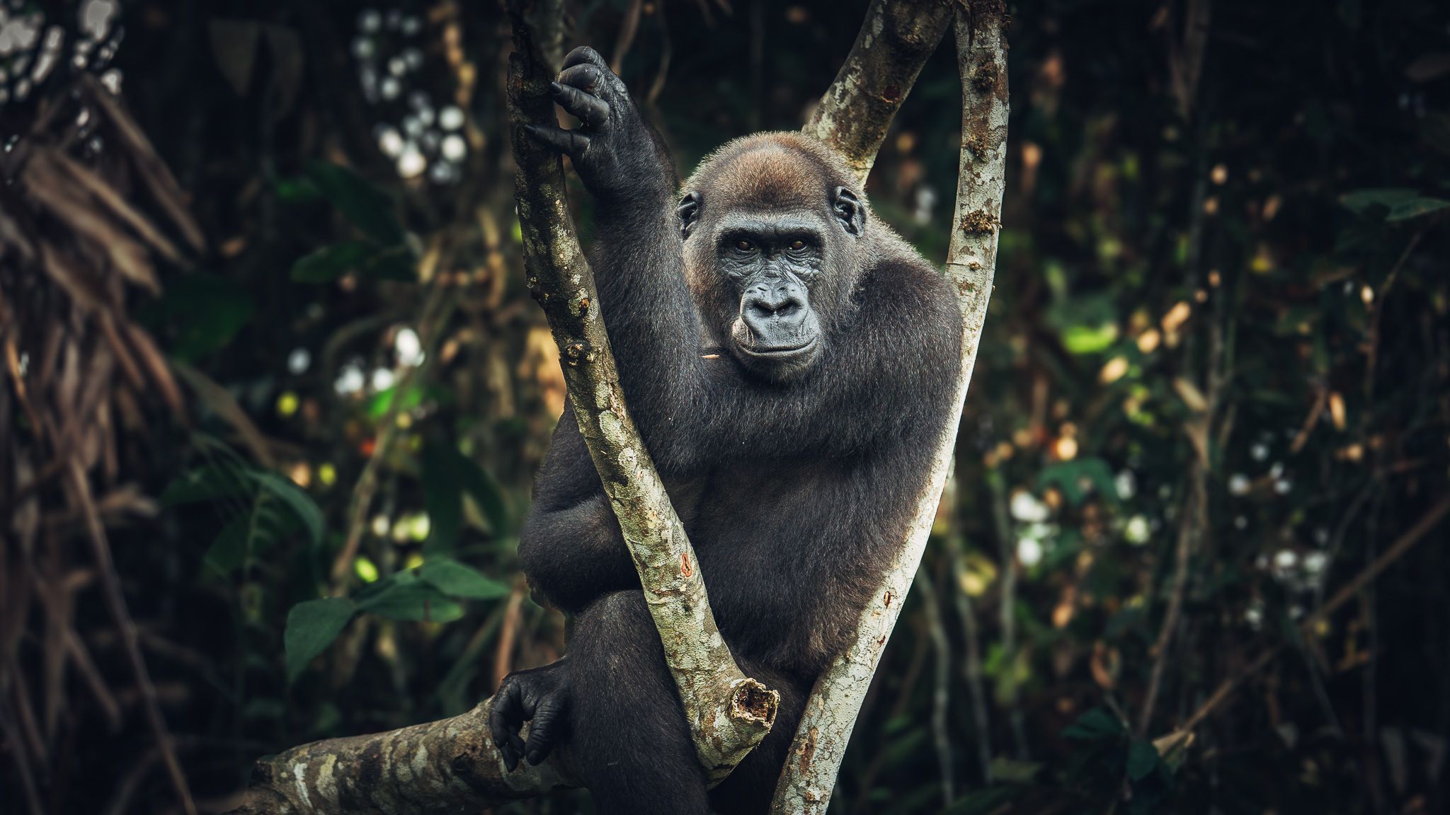 Gorillas In Republic Of Congo, Republic of the Congo