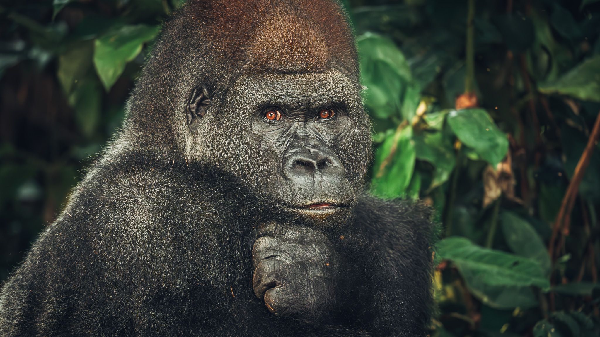 Gorillas In Republic Of Congo, Republic of the Congo