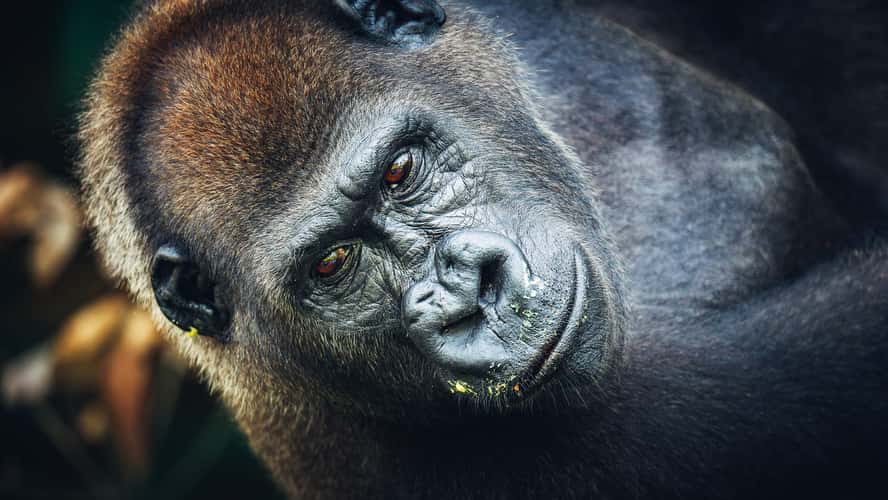 Gorillas In Republic Of Congo