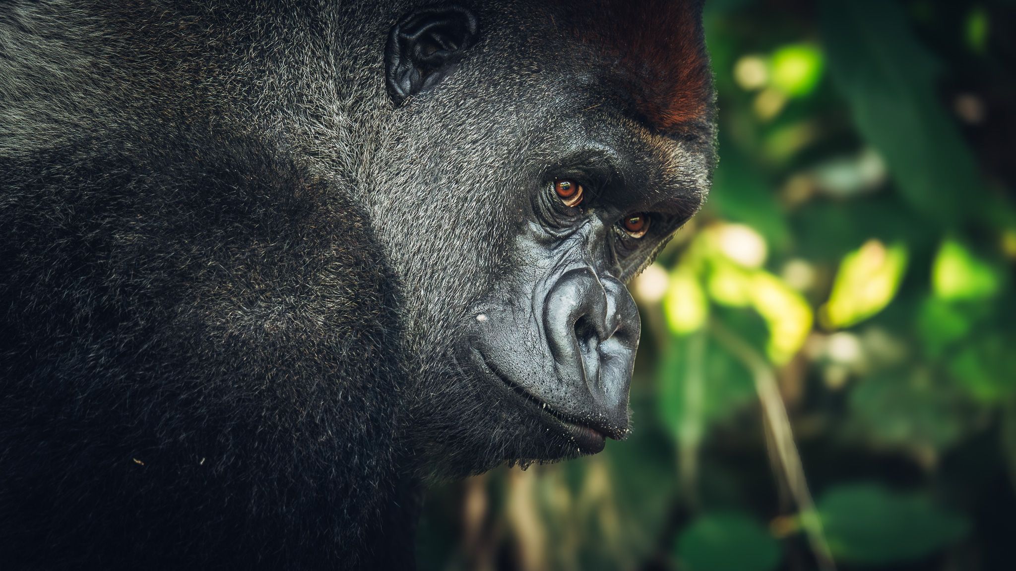 Gorillas In Republic Of Congo, Republic of the Congo