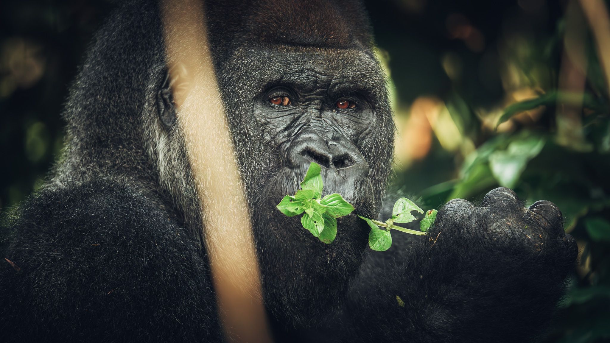 Gorillas In Republic Of Congo, Republic of the Congo