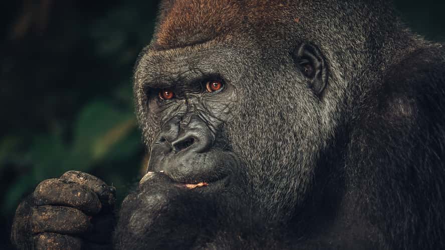 Gorillas In Republic Of Congo
