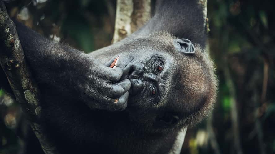 Gorillas In Republic Of Congo