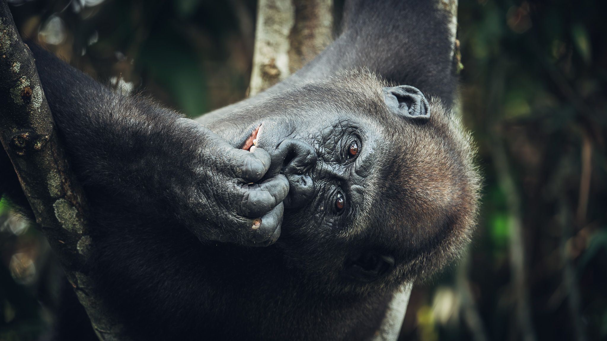 Gorillas In Republic Of Congo, Republic of the Congo
