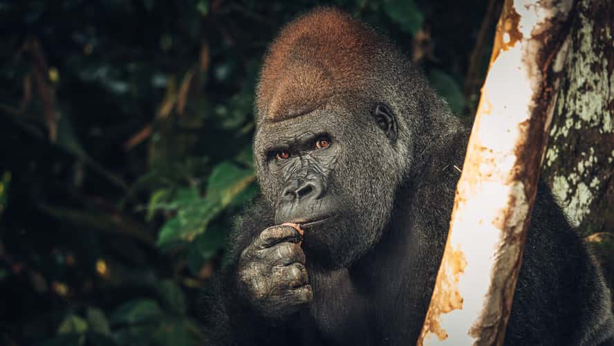 Gorillas In Republic Of Congo