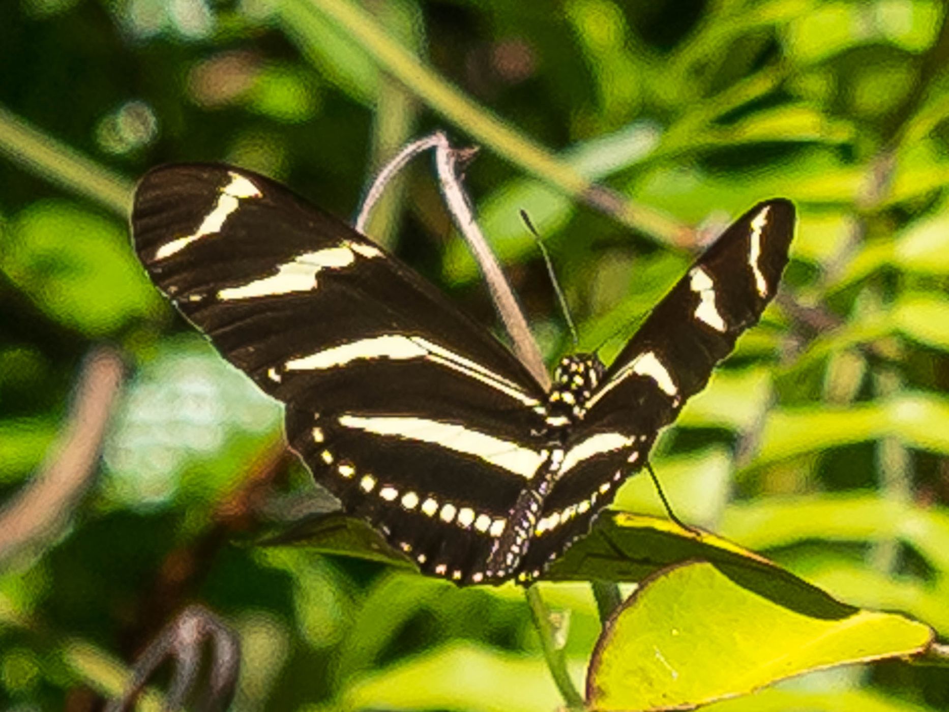Gumbo Limbo Trail, Everglades, USA