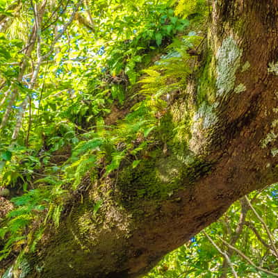 Gumbo Limbo Trail, Everglades, USA