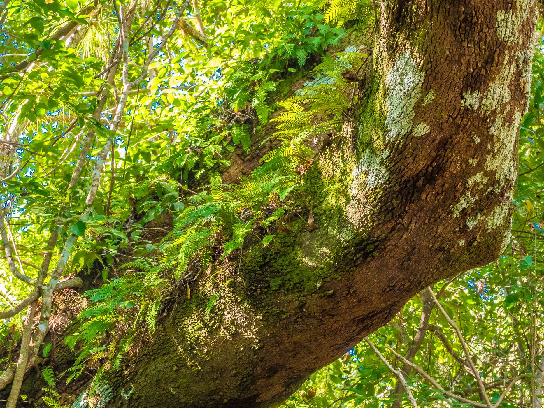 Gumbo Limbo Trail, Everglades, USA