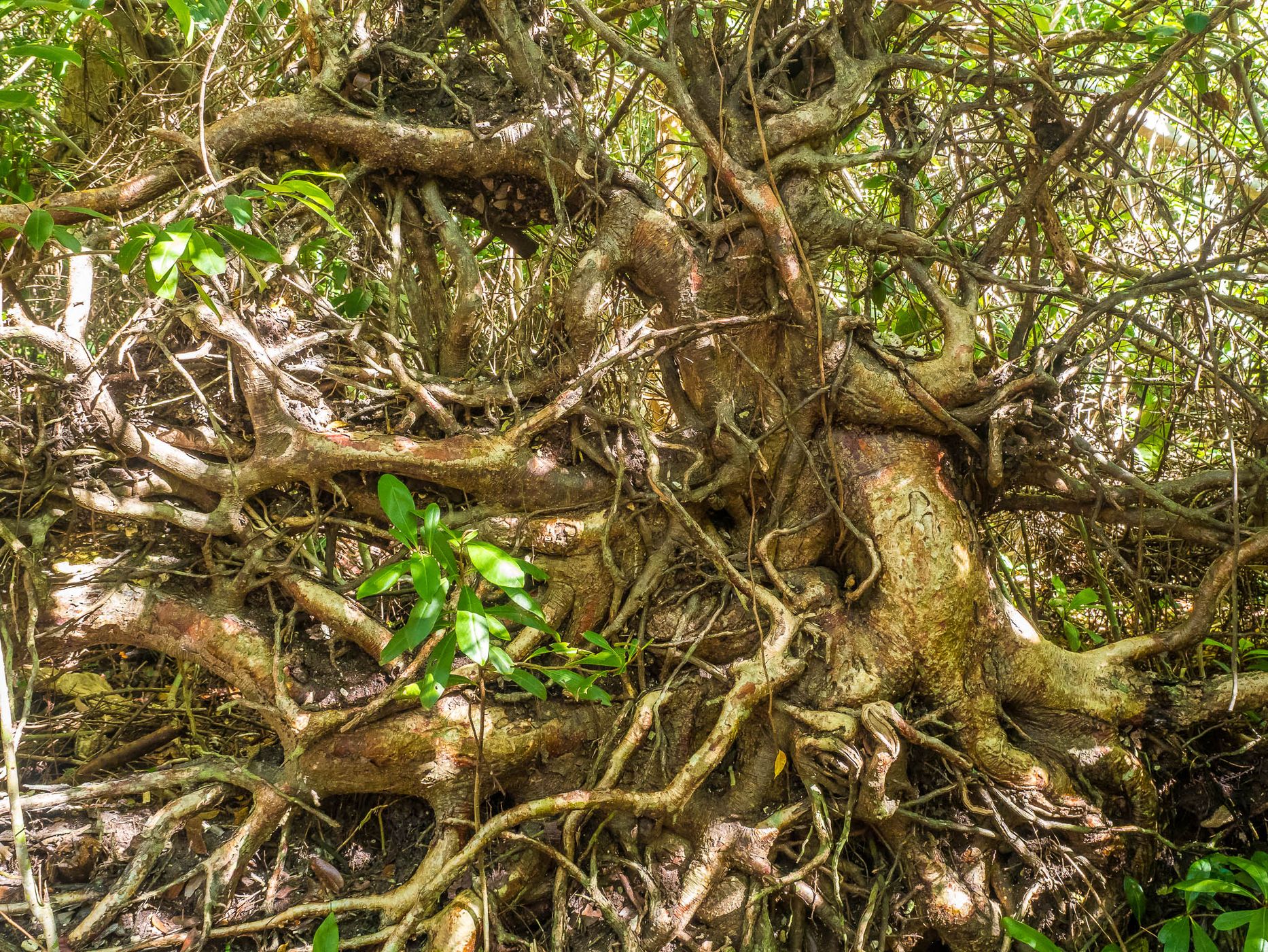 Gumbo Limbo Trail, Everglades, USA
