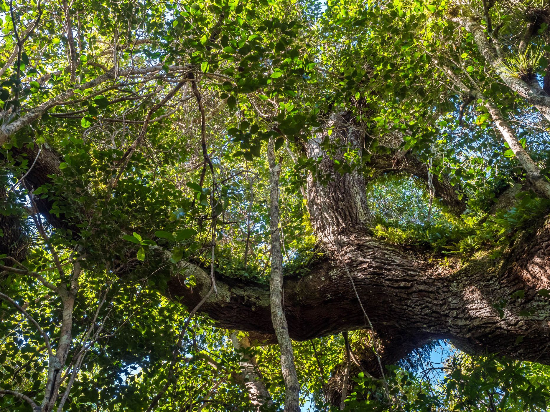 Gumbo Limbo Trail, Everglades, USA
