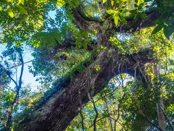 Gumbo Limbo Trail, Everglades