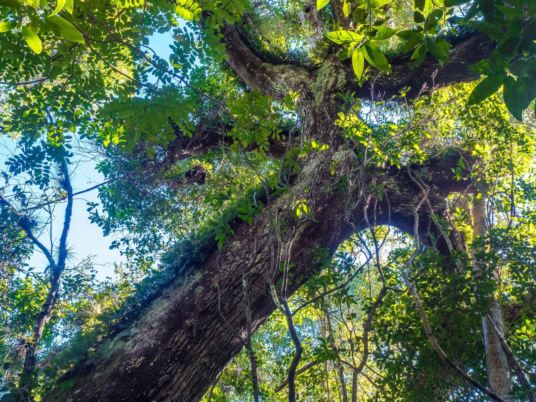 Gumbo Limbo Trail, Everglades, USA