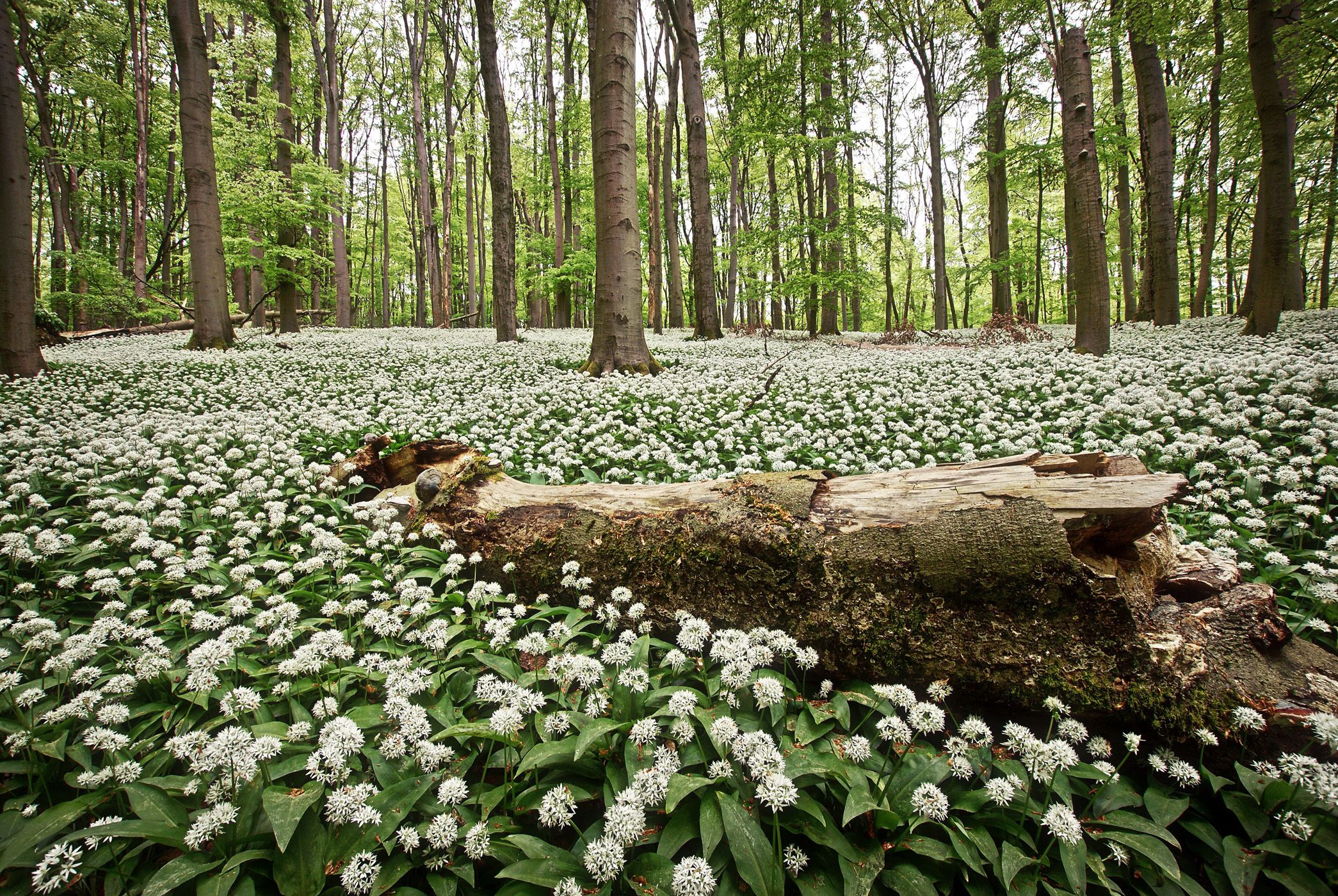 Hainich National Park-wild garlic blossom, Germany