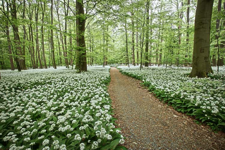Hainich National Park-wild garlic blossom