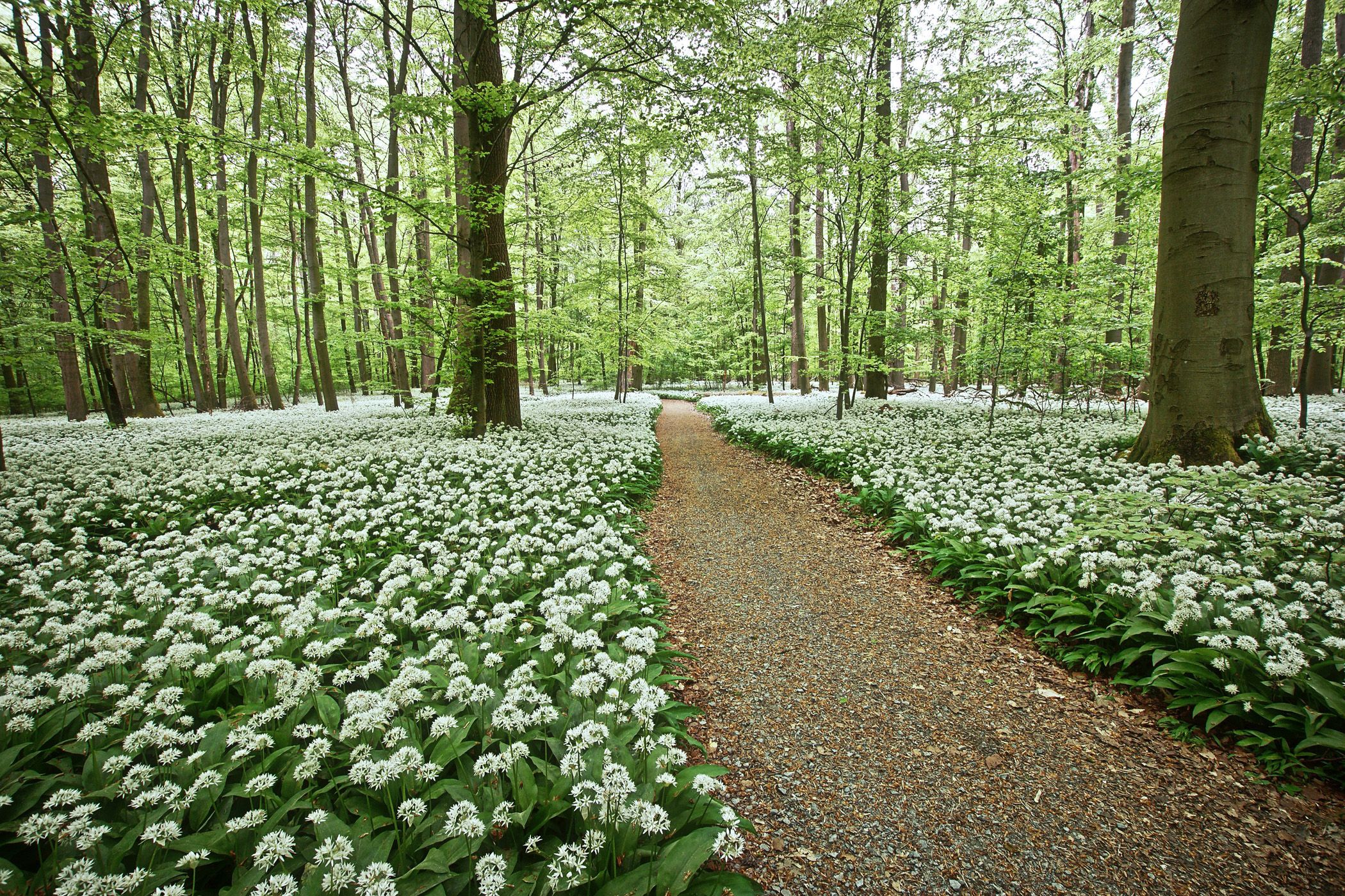 Hainich National Park-wild garlic blossom, Germany