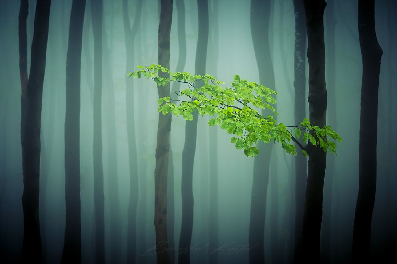 In the forest, Bulgaria