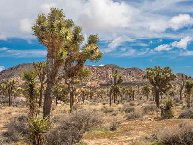 Joshua Tree National Park