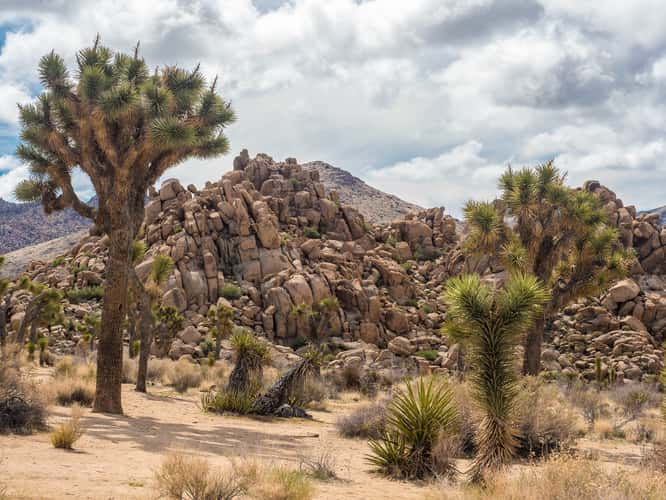 Joshua Tree National Park
