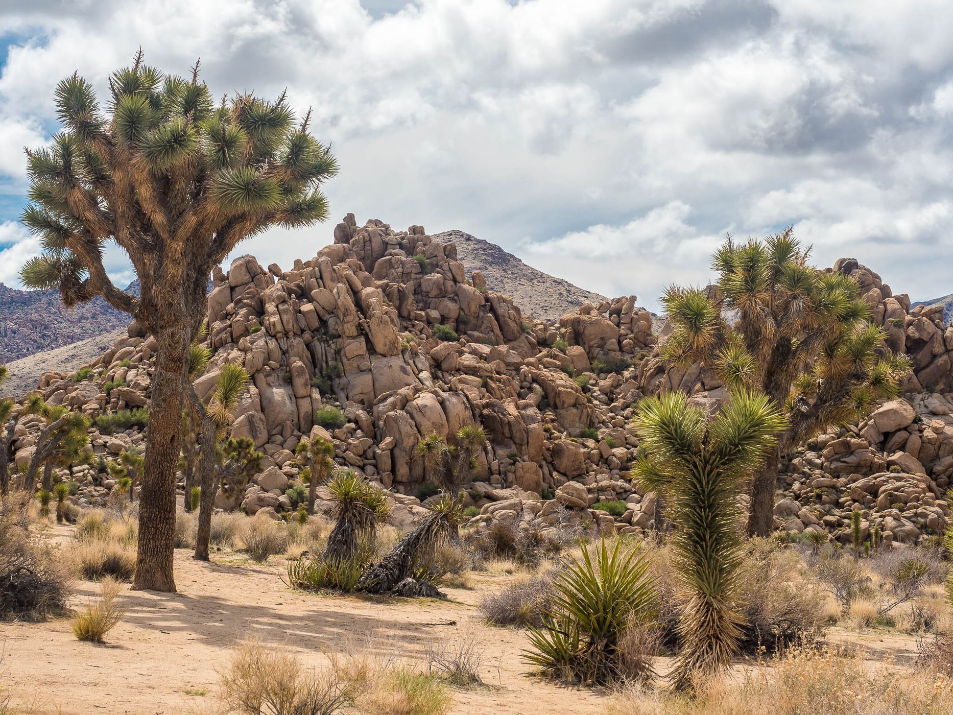 Joshua Tree National Park, USA
