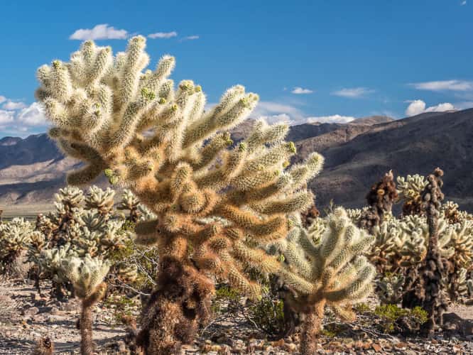 Joshua Tree NP