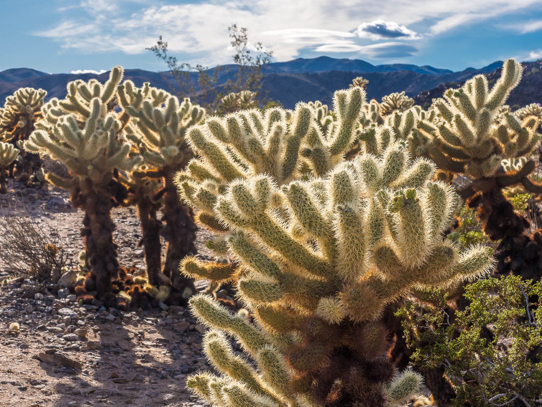 Joshua Tree NP, USA