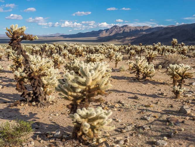 Joshua Tree NP