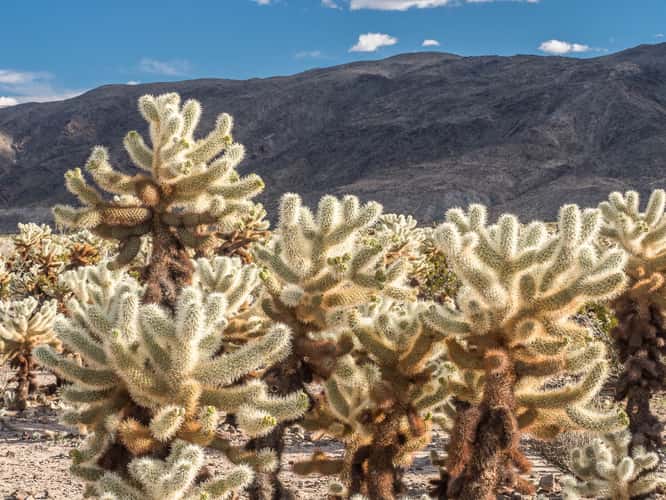 Joshua Tree NP