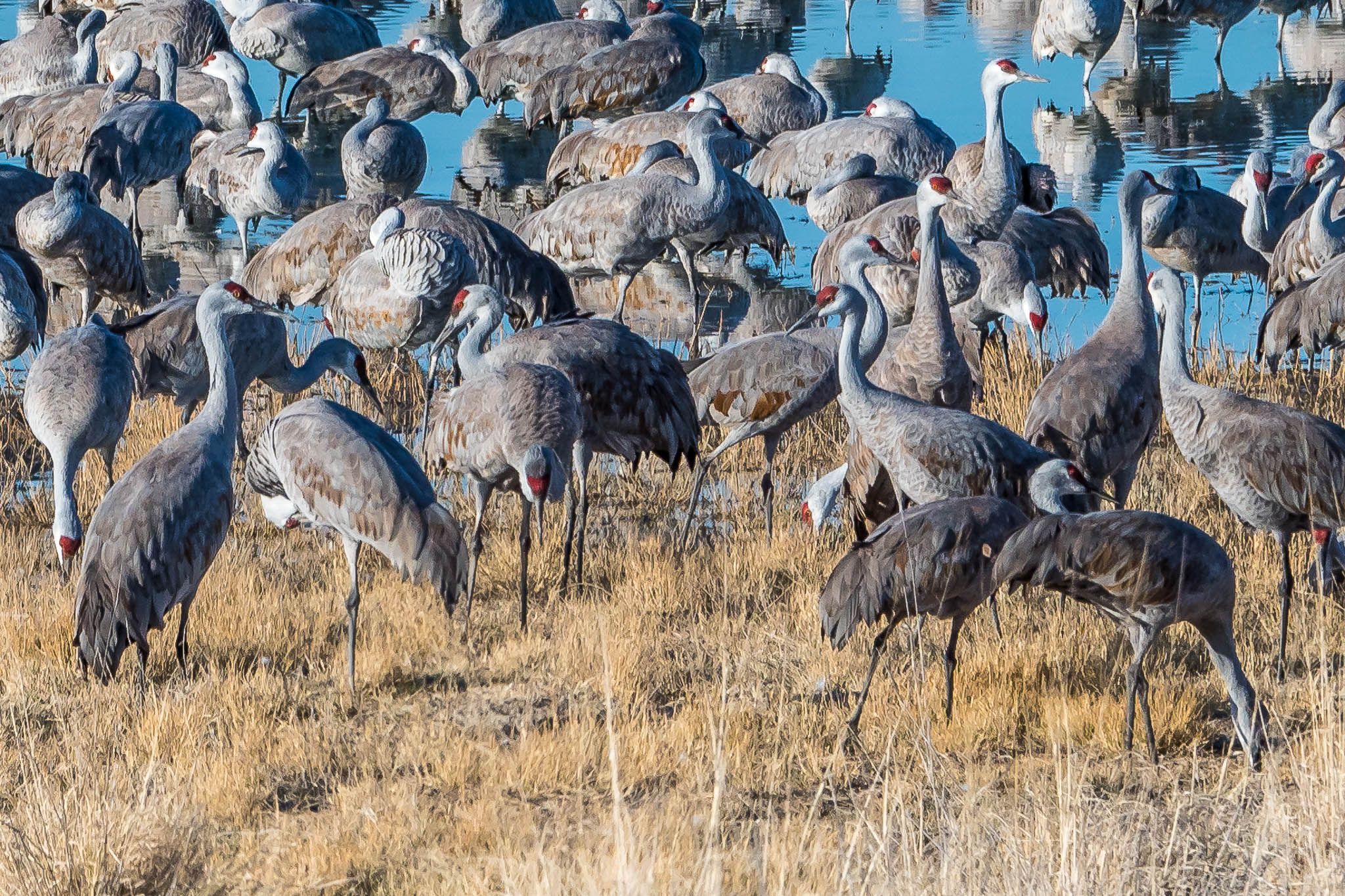 Lake Cochise Cranes, USA