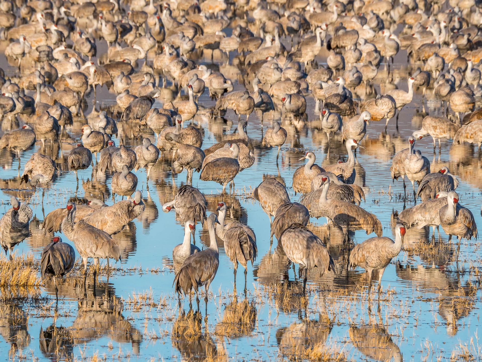 Lake Cochise Cranes, USA